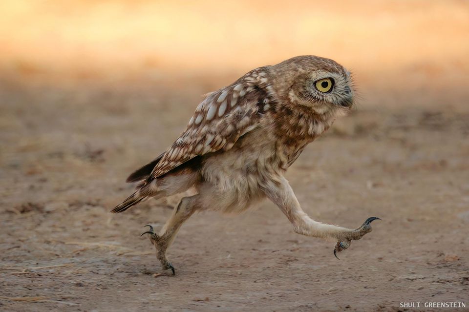 Comedy Wildlife Awards 2022 Die Witzigsten Tierbilder Des Jahres comedy-wildlife-awards-2022-die-witzigsten-tierbilder-des-jahres