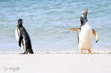 Comedy Wildlife Awards 2022: zwei Pinguine