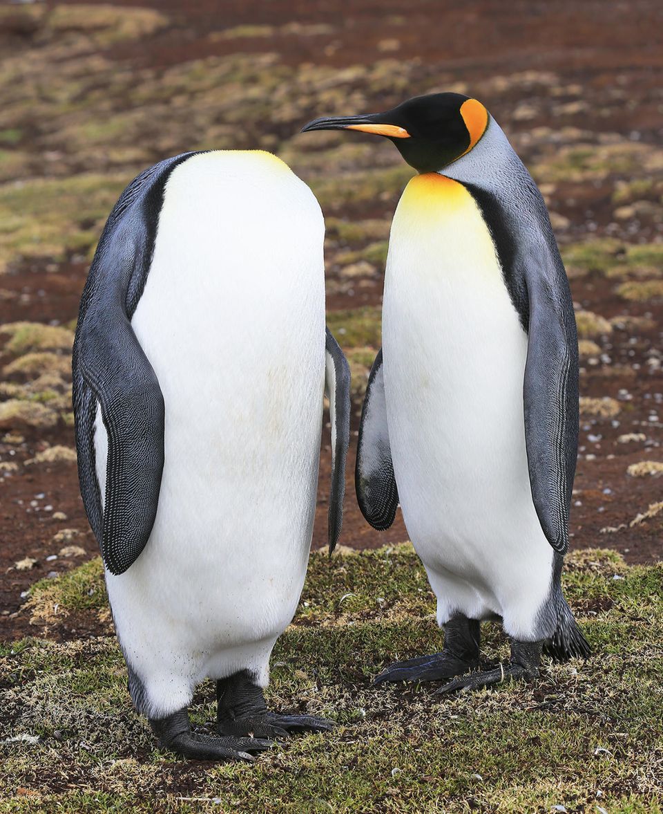 Comedy Wildlife Awards 2022: zwei Pinguine