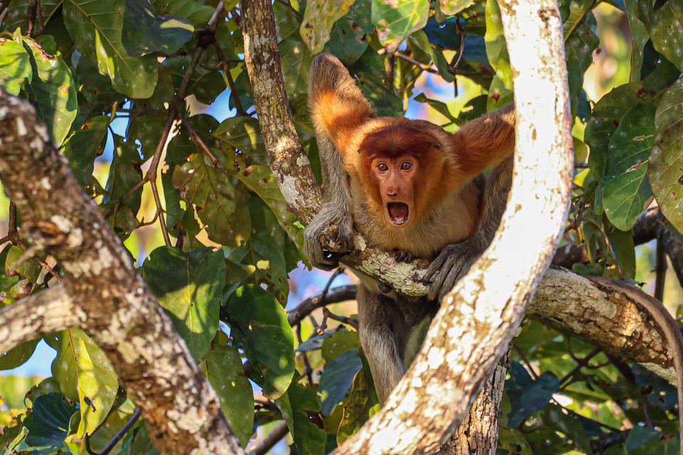 Comedy Wildlife Awards 2022: Affe auf Baum