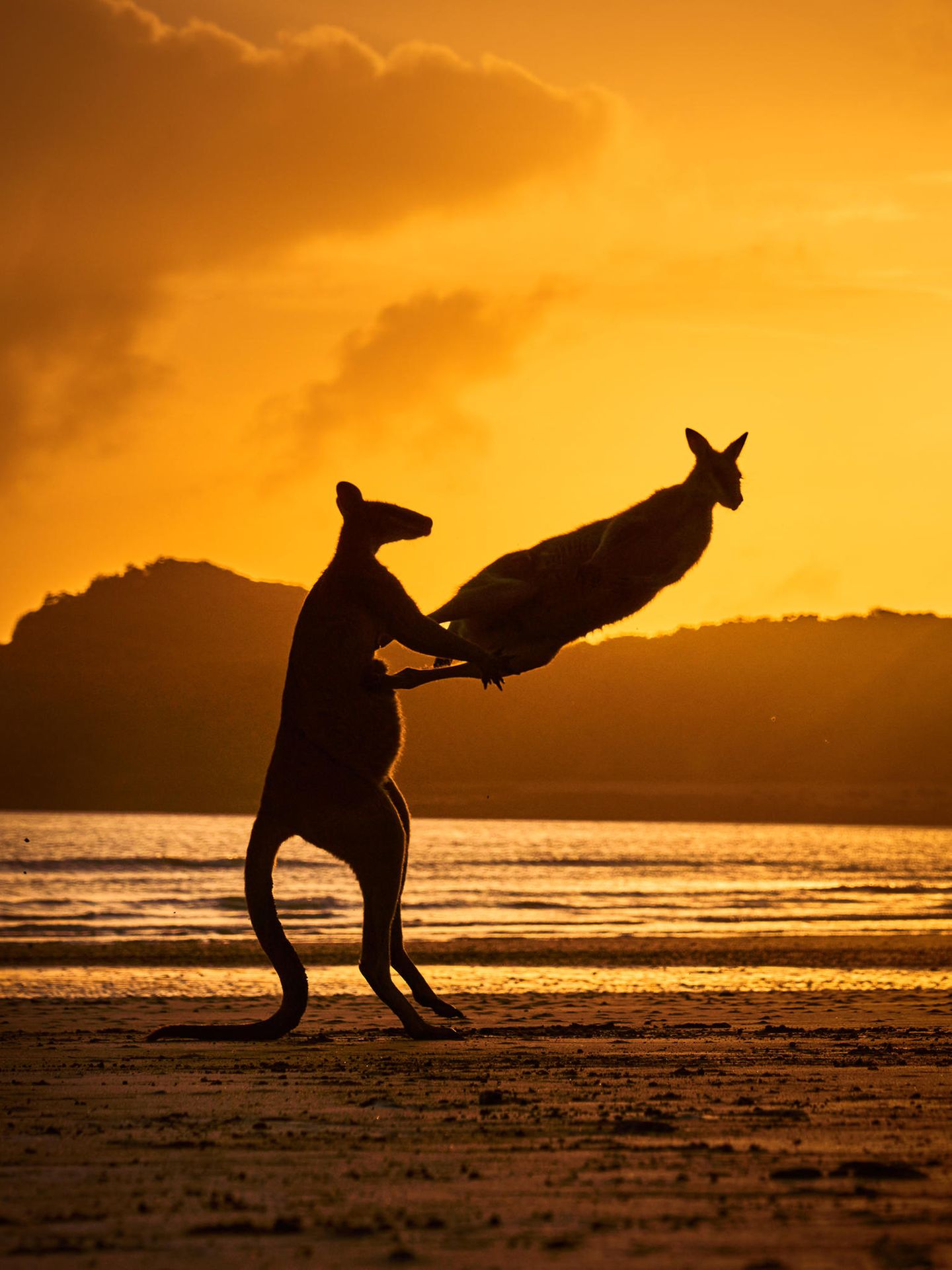 Comedy Wildlife Award 2022: zwei Känguruhs vor Sonnenuntergang