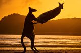 Comedy Wildlife Award 2022: zwei Känguruhs vor Sonnenuntergang