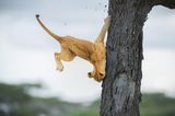 Comedy Wildlife Awards 2022: Löwenjunges fällt vom Baum