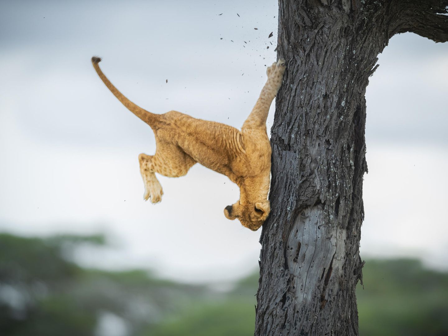 Comedy Wildlife Awards 2022: Löwenjunges fällt vom Baum