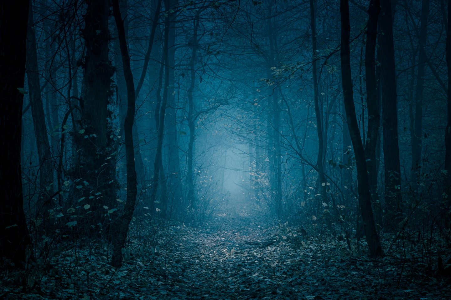 Albträume: Ein Wald bei Nacht