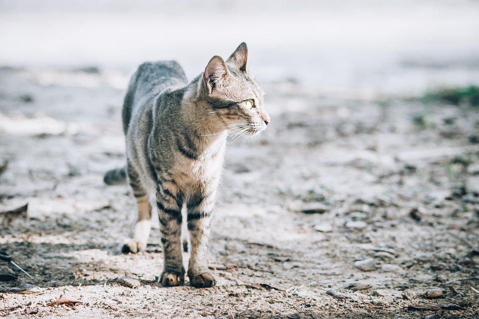 Katze läuft quer durchs Land zu altem Zuhause – 400 Kilometer weit