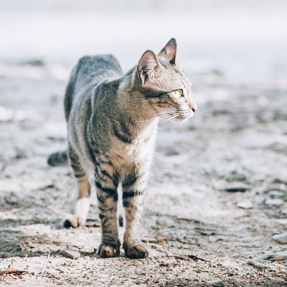 Katze läuft quer durchs Land zu altem Zuhause – 400 Kilometer weit