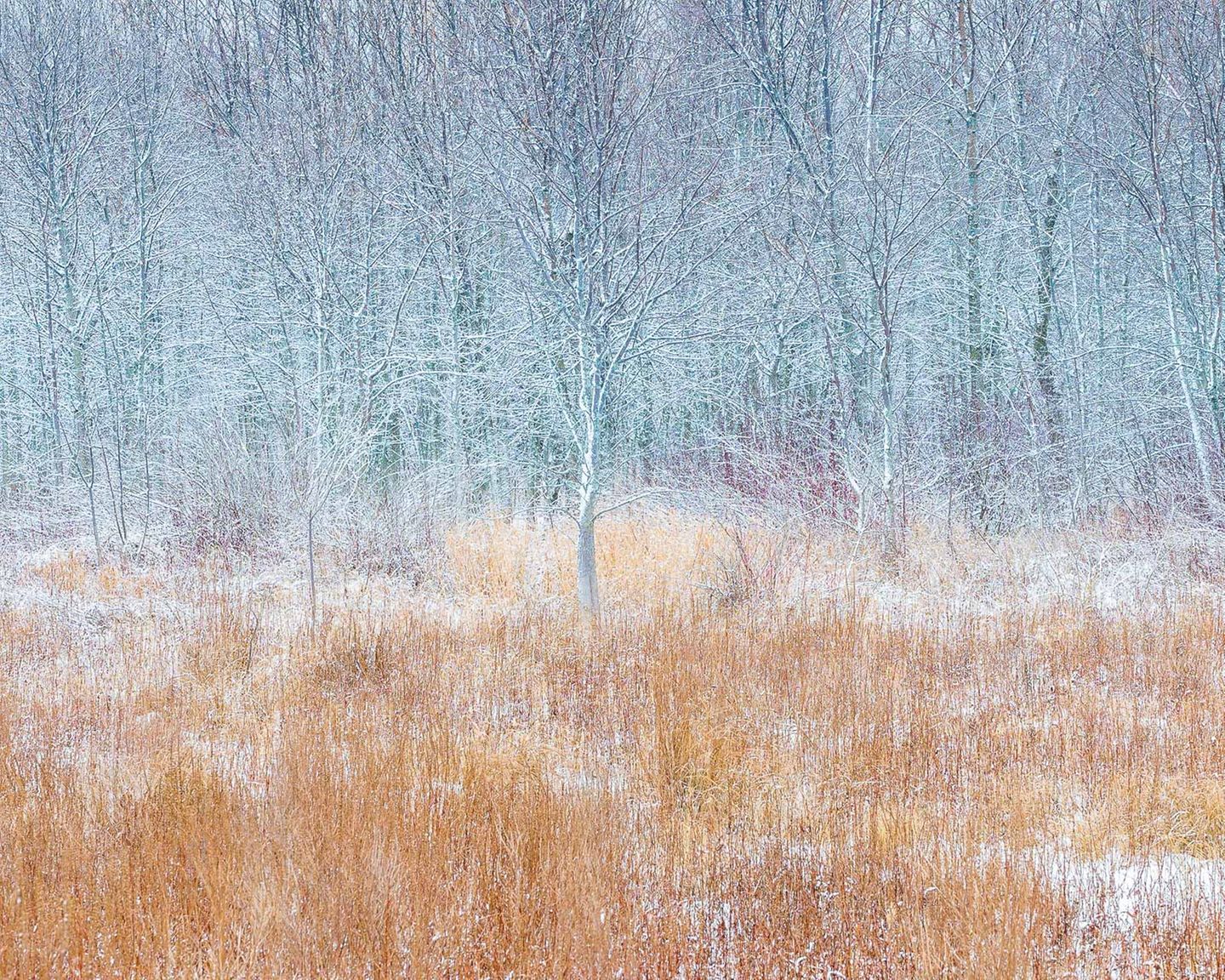 Natural Landscape Photography: Bäume mit Reif