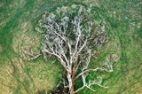 Natural Landscape Photography: Baum von oben