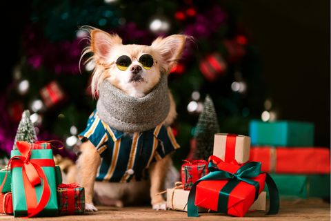 Körpersignal: Hund umgeben von Geschenken