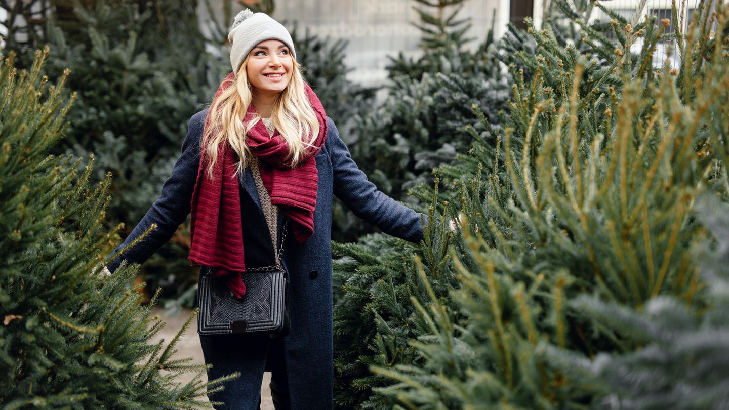 Tannenbaum kaufen Praxistest zeigt, wo ihr die schönste Tanne kriegt