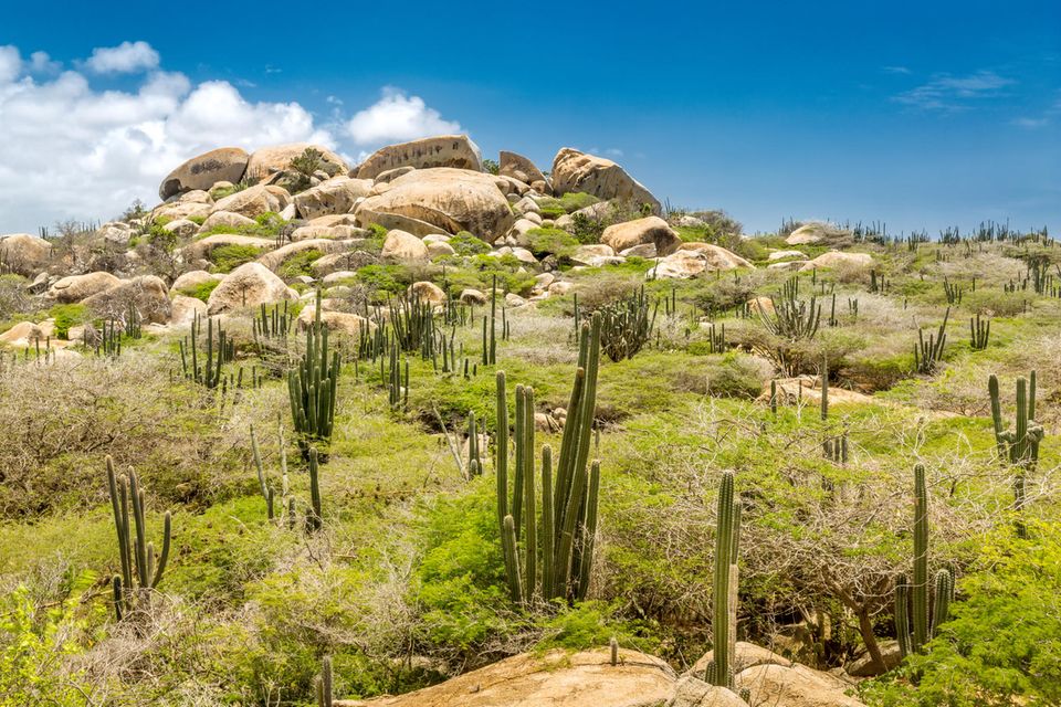 Aruba: Da möchte jede:r hin Aruba: Nationalpark