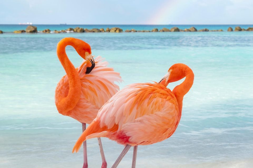 Aruba: Da möchte jede:r hin Aruba: Flamingo
