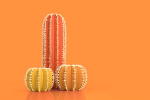 Kaktus-Penis