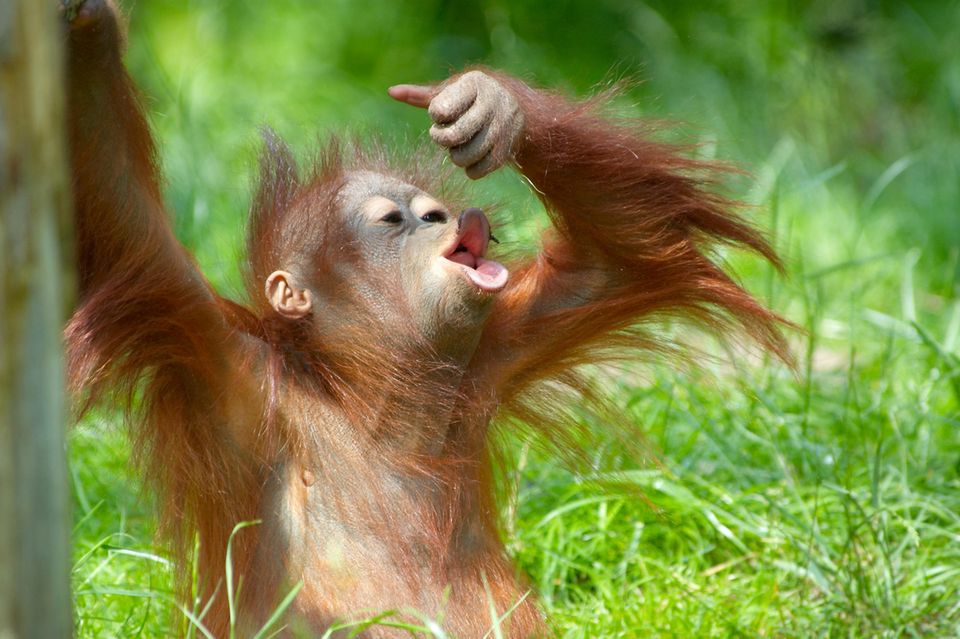Orangutan begeistert mit seinem Trick die Welt