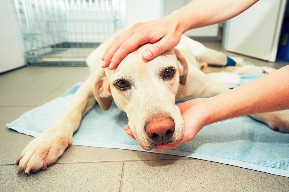 Ein Hund liegt beim Tierarzt auf dem Boden