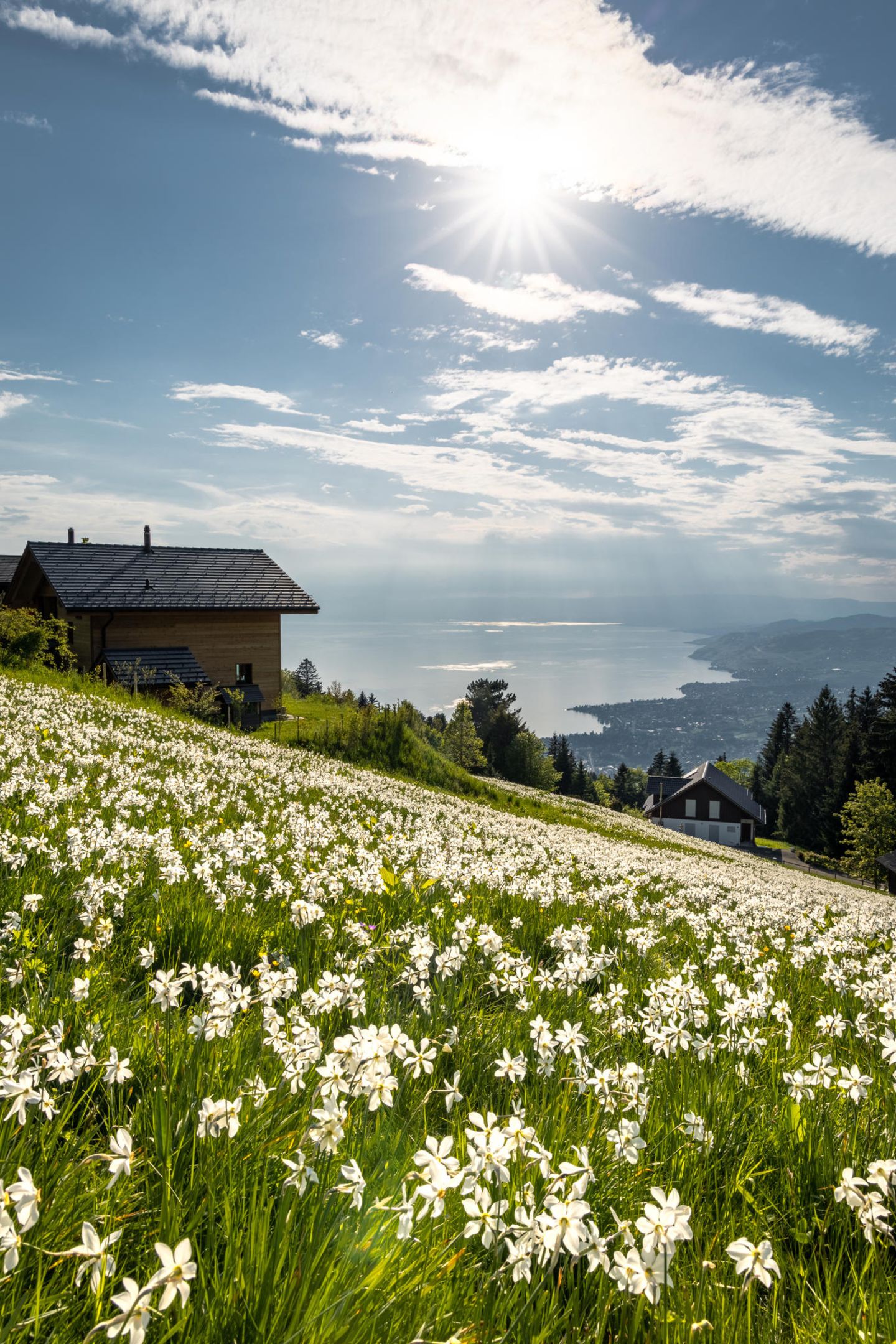 Frühlingssehnsucht: Genfer See