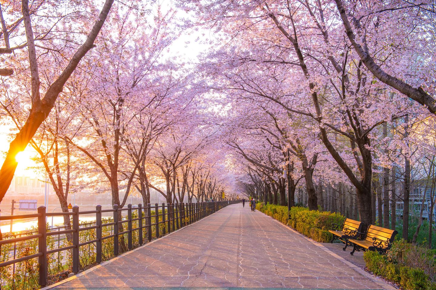 Ein Spazierweg zwischen Kirschbäumen liegt in der Morgensonne
