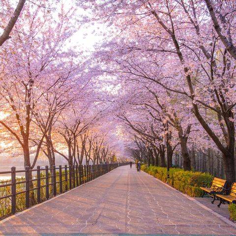 Ein Spazierweg zwischen Kirschbäumen liegt in der Morgensonne