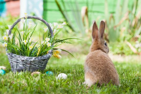 Osterhoroskop: Ein Kaninchen vor einem Korb mit Blumen