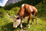 Frühlingssehnsucht: Südtirol