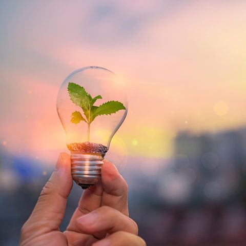 Nachhaltige Wirtschaft: Glühbirne mit Pflanze