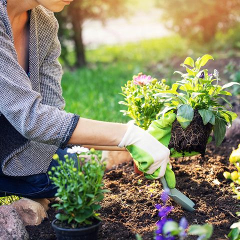Eine Frau pflanzt neue Pflanzen im Garten