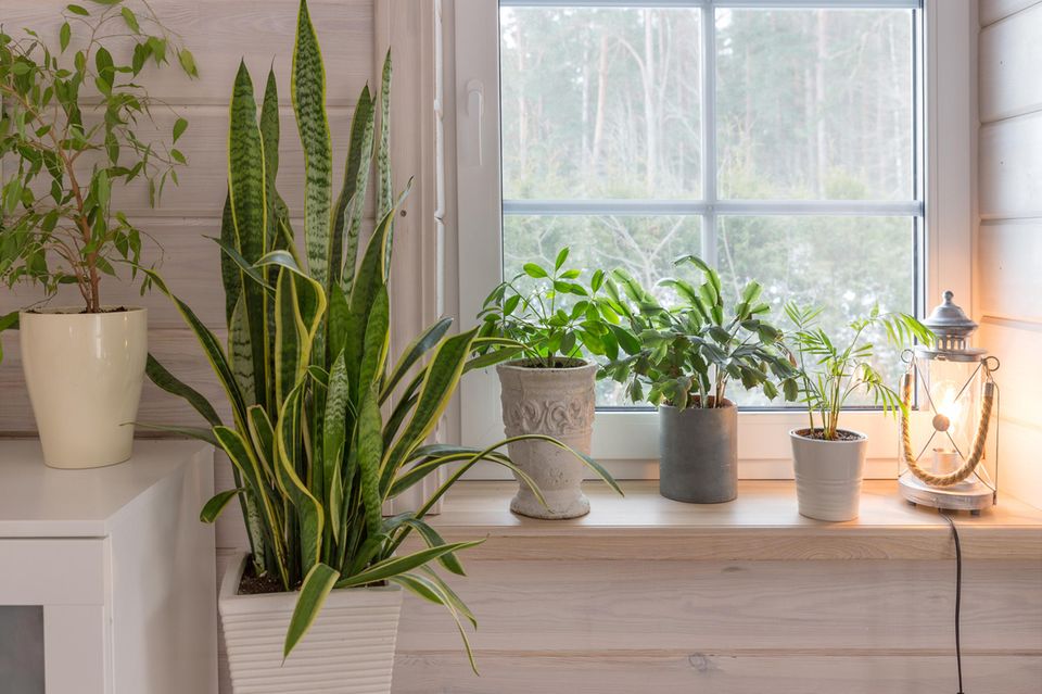 Fensterbank dekorieren: Fensterbank mit Zimmerpflanzen und Lampe