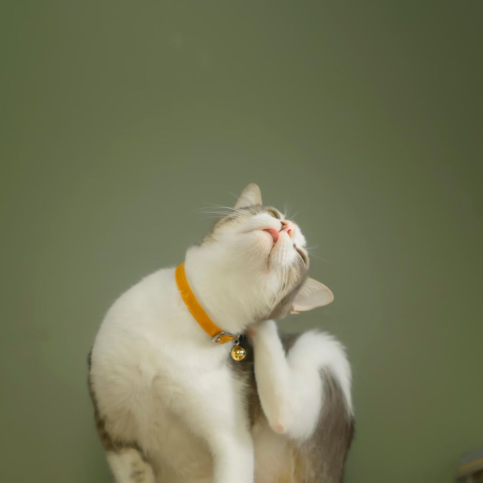 Katze kratzt sich