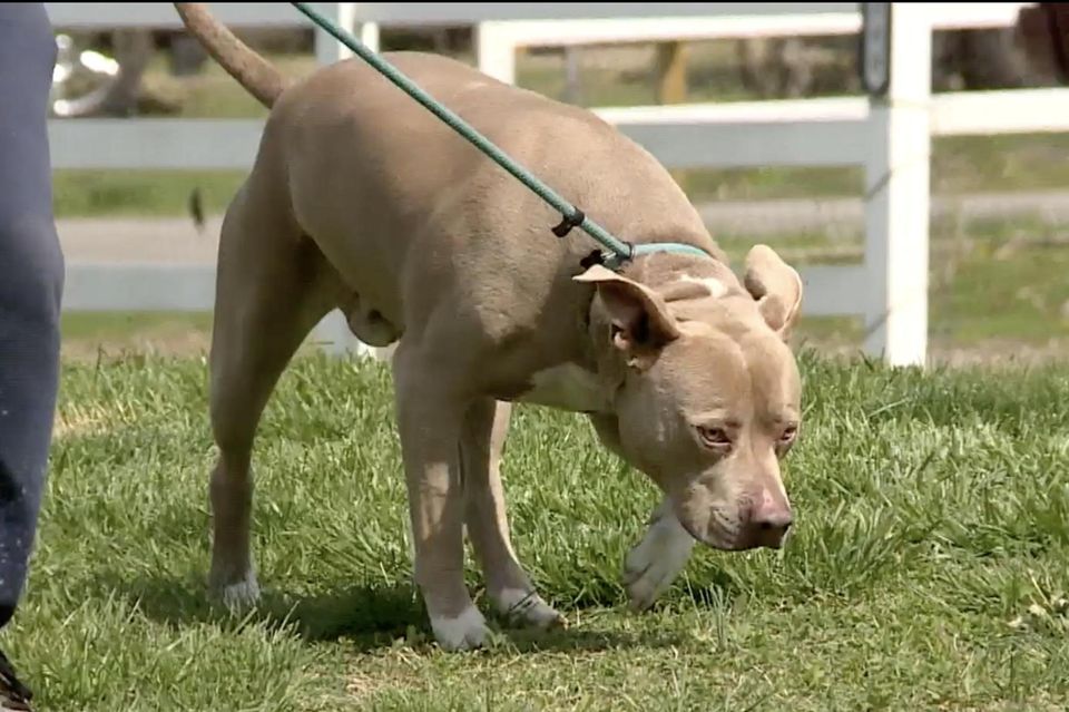 Hund: Vermisster Pitbull taucht 500 Kilometer von seinem Zuhause entfernt auf