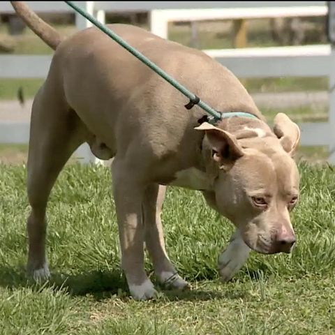 Hund: Vermisster Pitbull taucht 500 Kilometer von seinem Zuhause entfernt auf