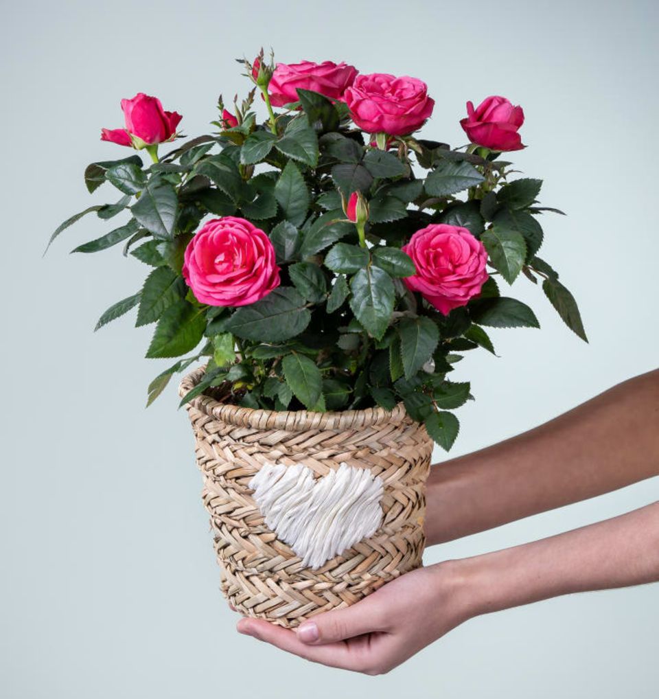 Das klassische Muttertagsgeschenk sind wohl Rosen. Blume 2000 bietet sie in besonderer Aufmachung: Der Übertopf aus Korb mit weißem Herzchen lässt die Infinity Rosen zu einem besonderen Hingucker werden. Die blumige Überraschung kostet etwa 25 Euro. 