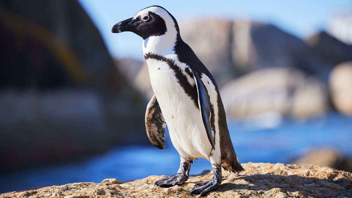 Pinguin-Effekt-Diese-F-higkeit-haben-emotional-intelligente-Menschen-anderen-voraus