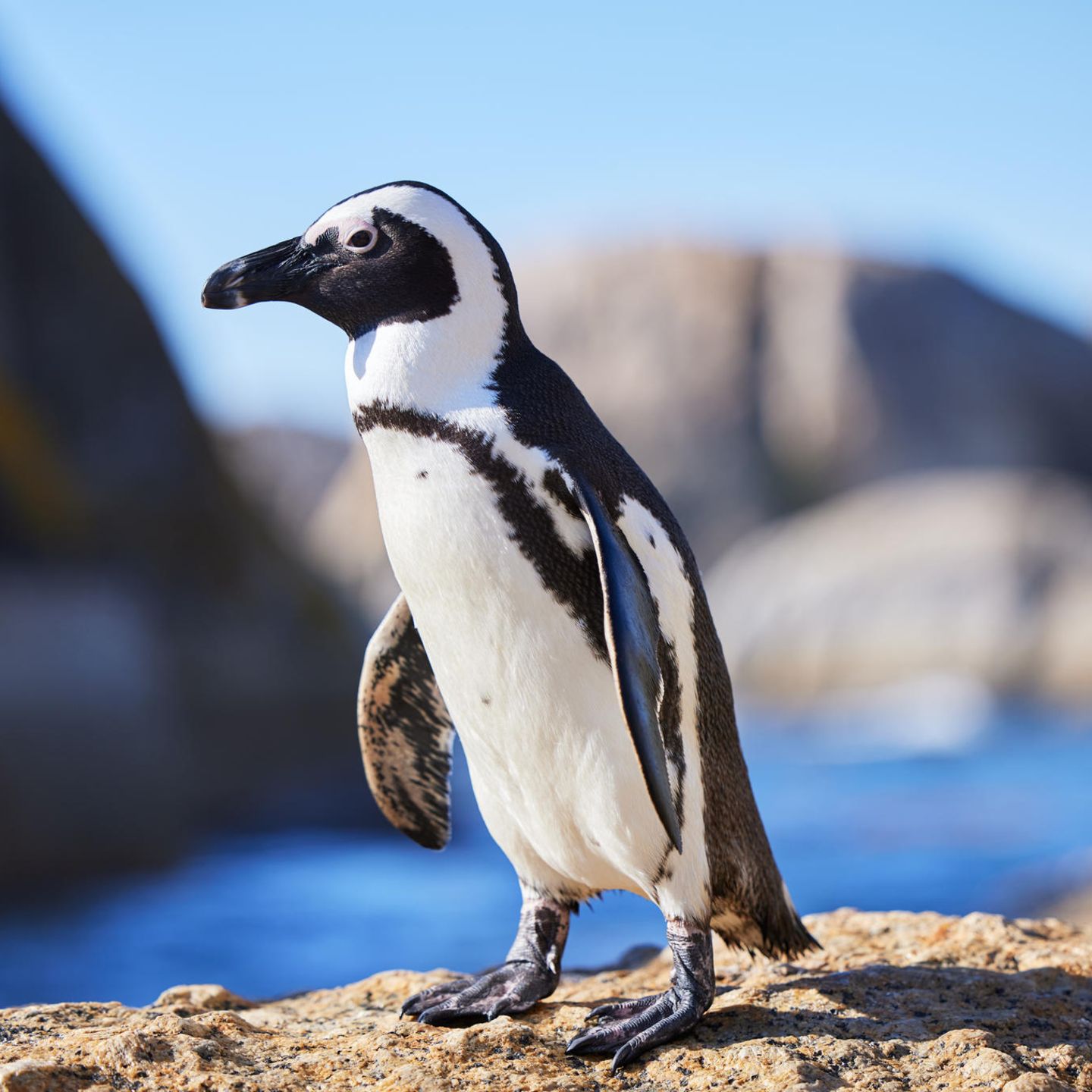 Pinguin-Effekt: Diese Fähigkeit haben emotional intelligente Menschen  anderen voraus
