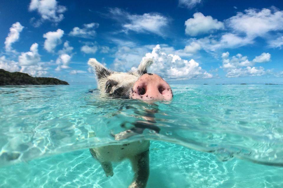 Bucket List: Ein Schwein schwimmt im Wasser