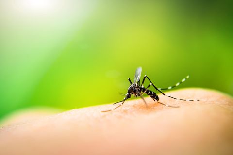 Mückenstiche: Darum wirst du besonders oft gestochen
