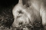 Nutztiere altern: Schwein