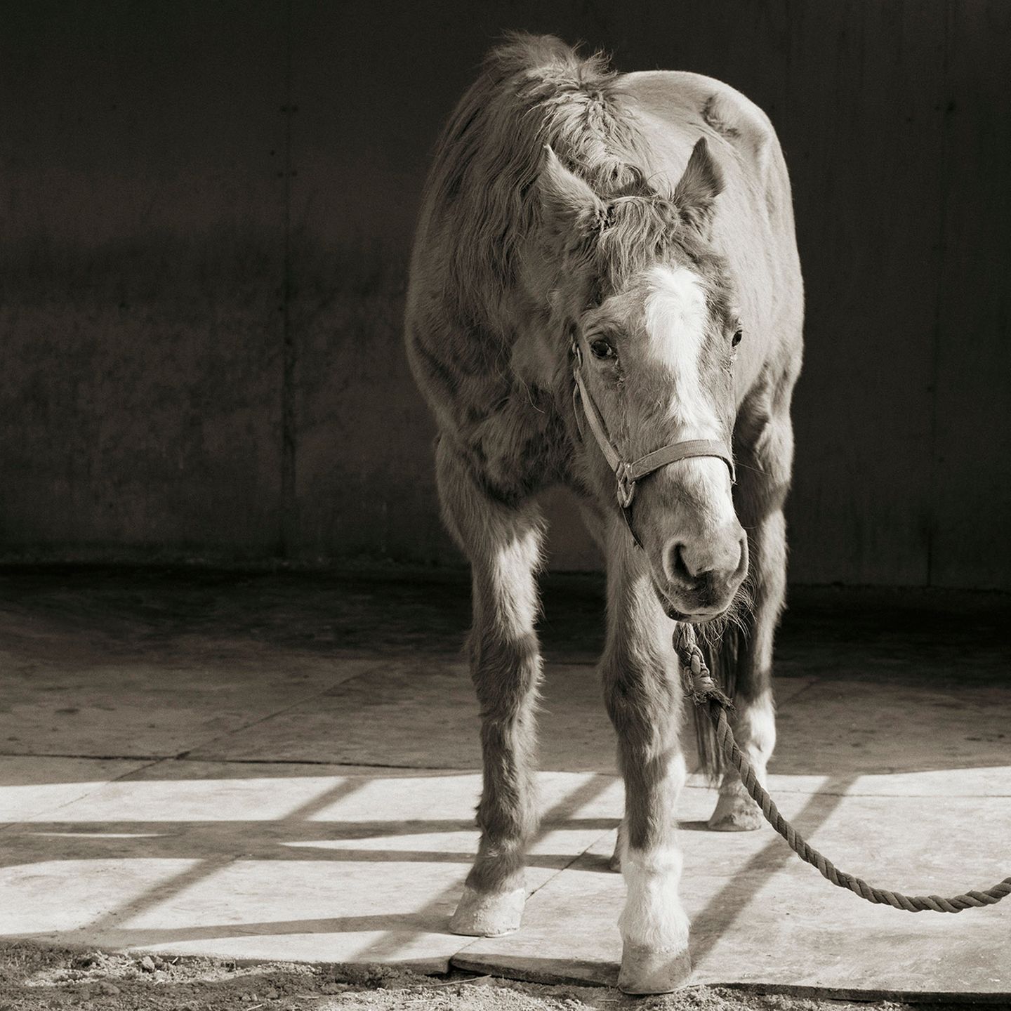 Nutztiere altern: Pferd