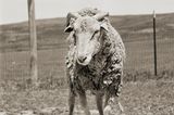 Nutztiere altern: Schaf