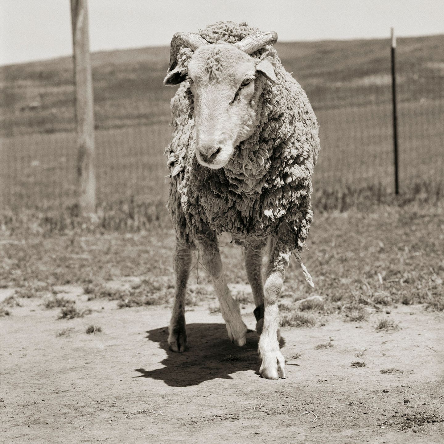Nutztiere altern: Schaf