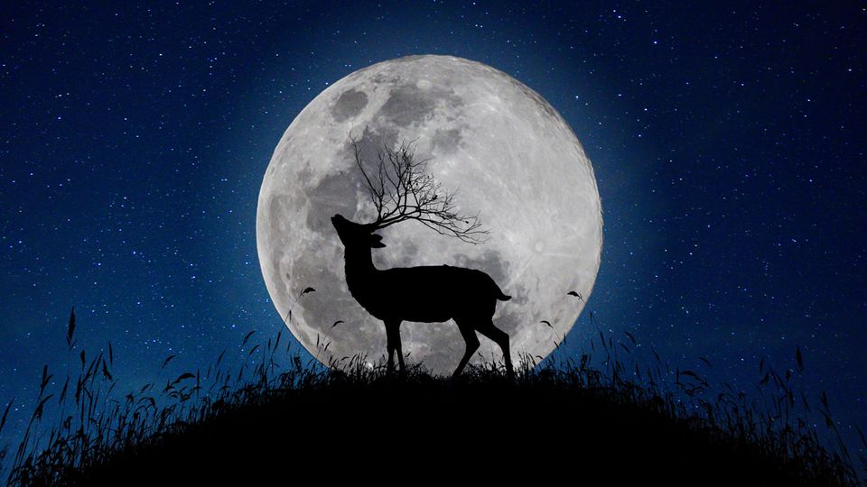 Horoskop: Ein Hirsch vor einem Vollmond