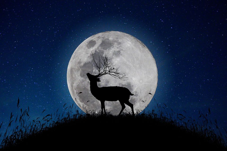 Horoskop: Ein Hirsch vor einem Vollmond