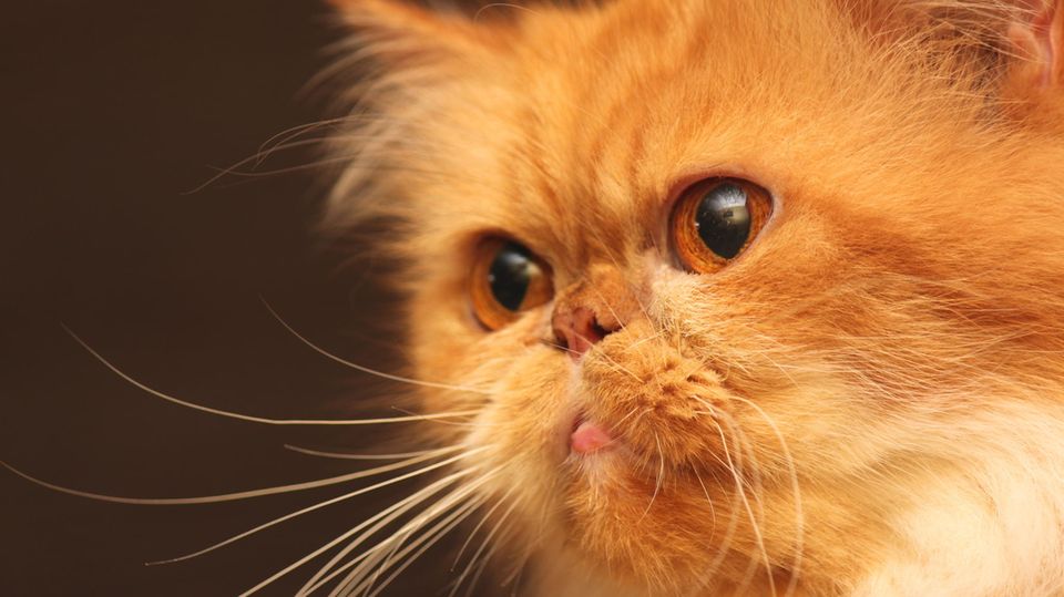 Video zeigt, wie Kater Kurt seine Eifersucht nicht zurückhalten kann ...