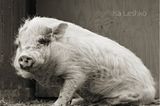 Nutztiere altern: Schwein