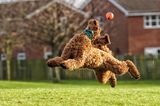Comedy Pet Photo Award 2023: Hund