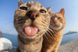 Comedy Pet Photo Award 2023: Katzen