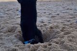 Comedy Pet Photo Award 2023: Hund am Strand