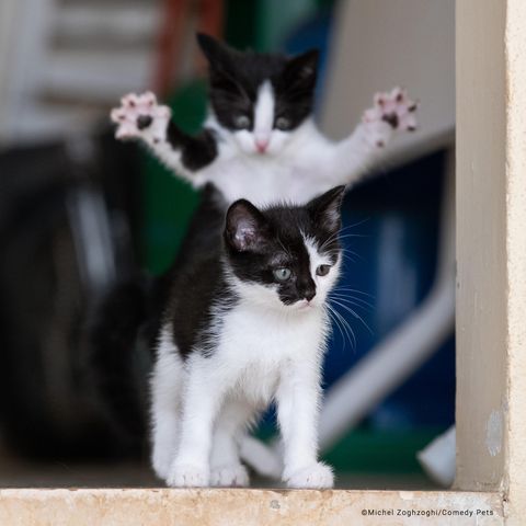 Comedy Pet Photo Award 2023: Katzen