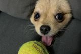 Comedy Pet Photo Award 2023: Hund mit Ball