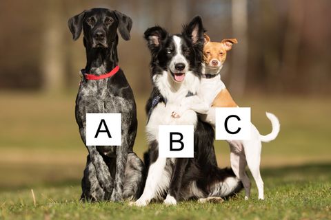 Persönlichkeitstest: Wlchen Hund würdest du hier auswählen?